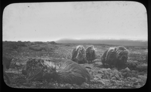 Image of Dog near 4 musk-oxen, 1 dead(?)